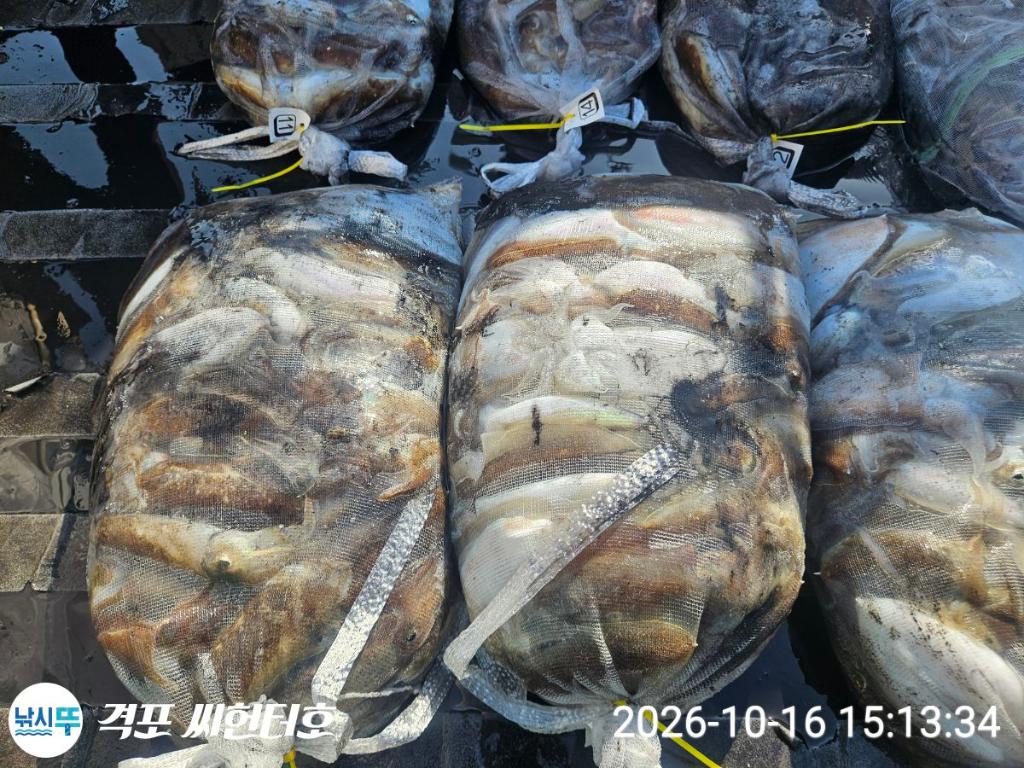 낚시뚜,갑오징어,격포,격포 씨헌터호,낚시뚜10