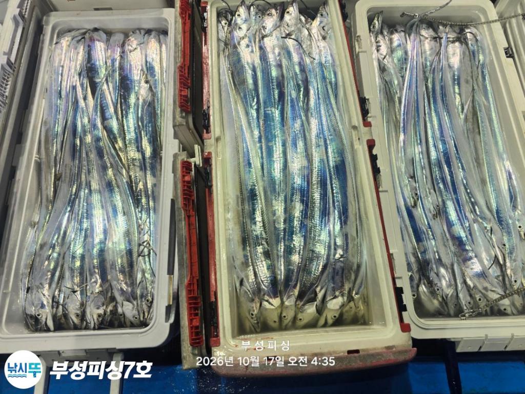 낚시뚜,갈치,통영영운리항,부성피싱7호,낚시뚜37