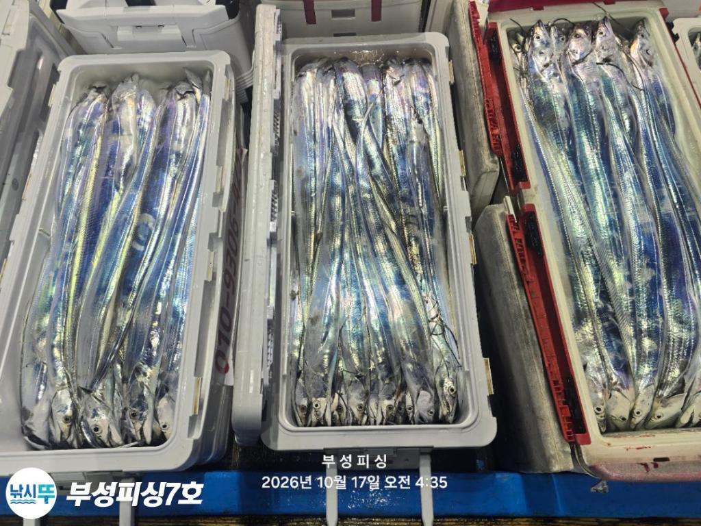 낚시뚜,갈치,통영영운리항,부성피싱7호,낚시뚜36