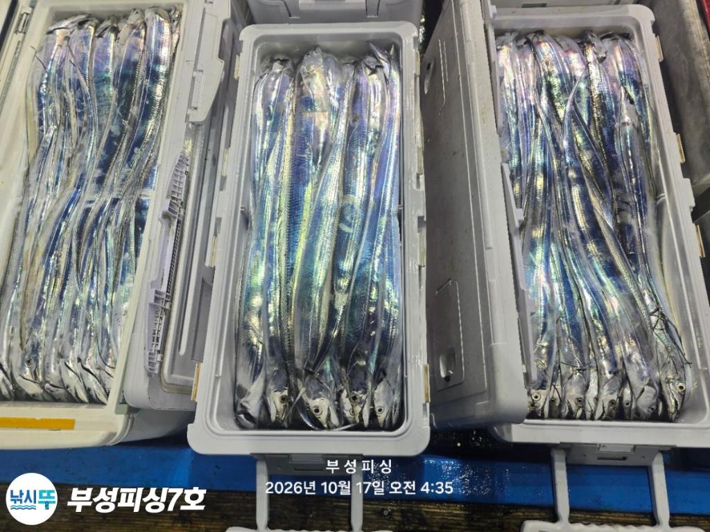 낚시뚜,갈치,통영영운리항,부성피싱7호,낚시뚜35