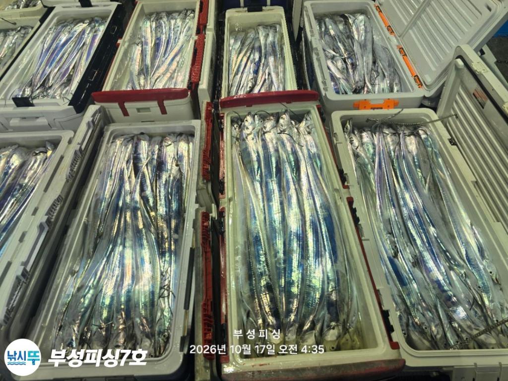 낚시뚜,갈치,통영영운리항,부성피싱7호,낚시뚜34