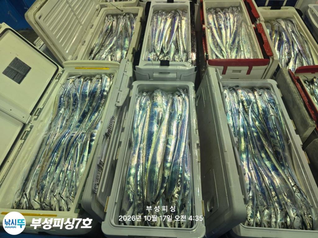 낚시뚜,갈치,통영영운리항,부성피싱7호,낚시뚜33