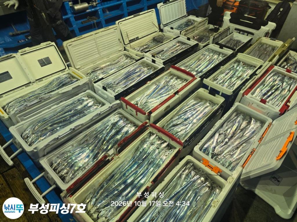 낚시뚜,갈치,통영영운리항,부성피싱7호,낚시뚜32