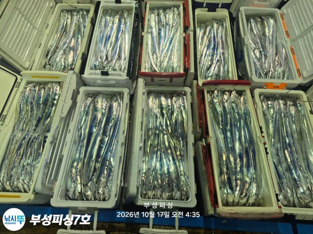낚시뚜,갈치,통영영운리항,부성피싱7호,낚시뚜28