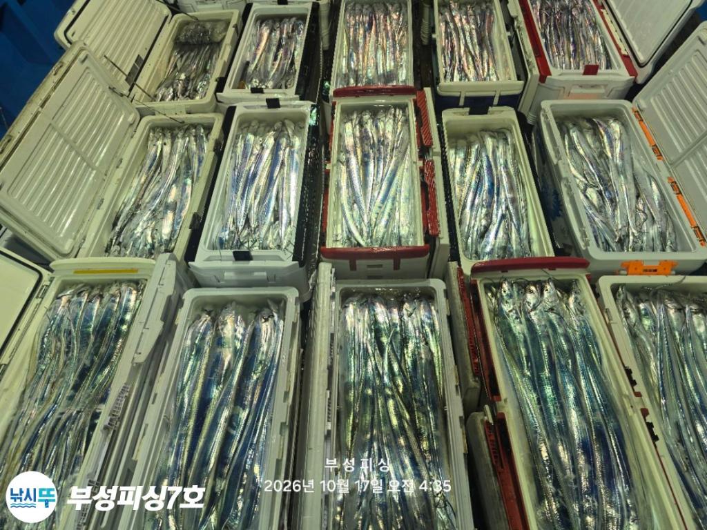낚시뚜,갈치,통영영운리항,부성피싱7호,낚시뚜27