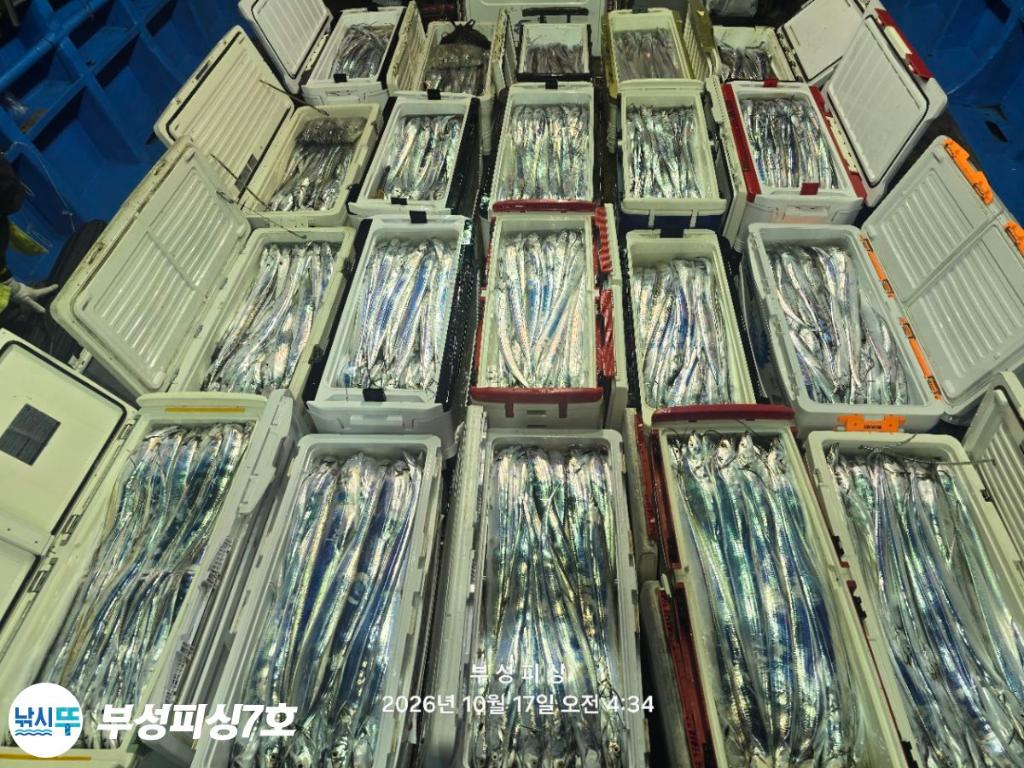낚시뚜,갈치,통영영운리항,부성피싱7호,낚시뚜26