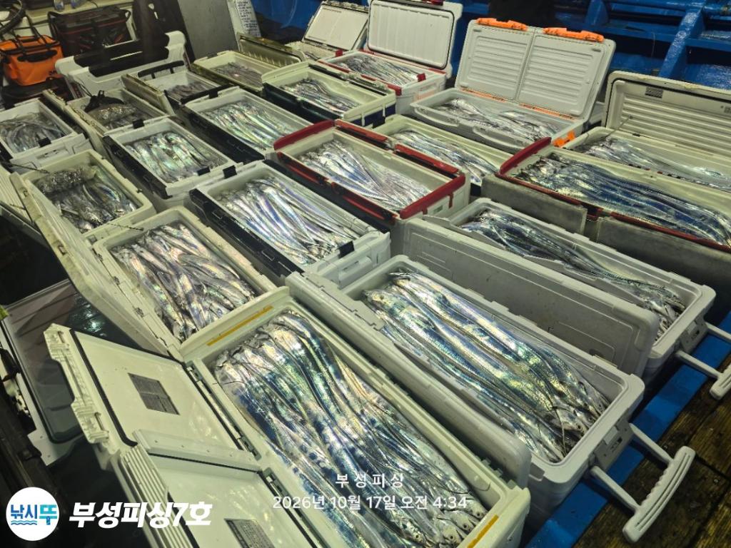 낚시뚜,갈치,통영영운리항,부성피싱7호,낚시뚜1