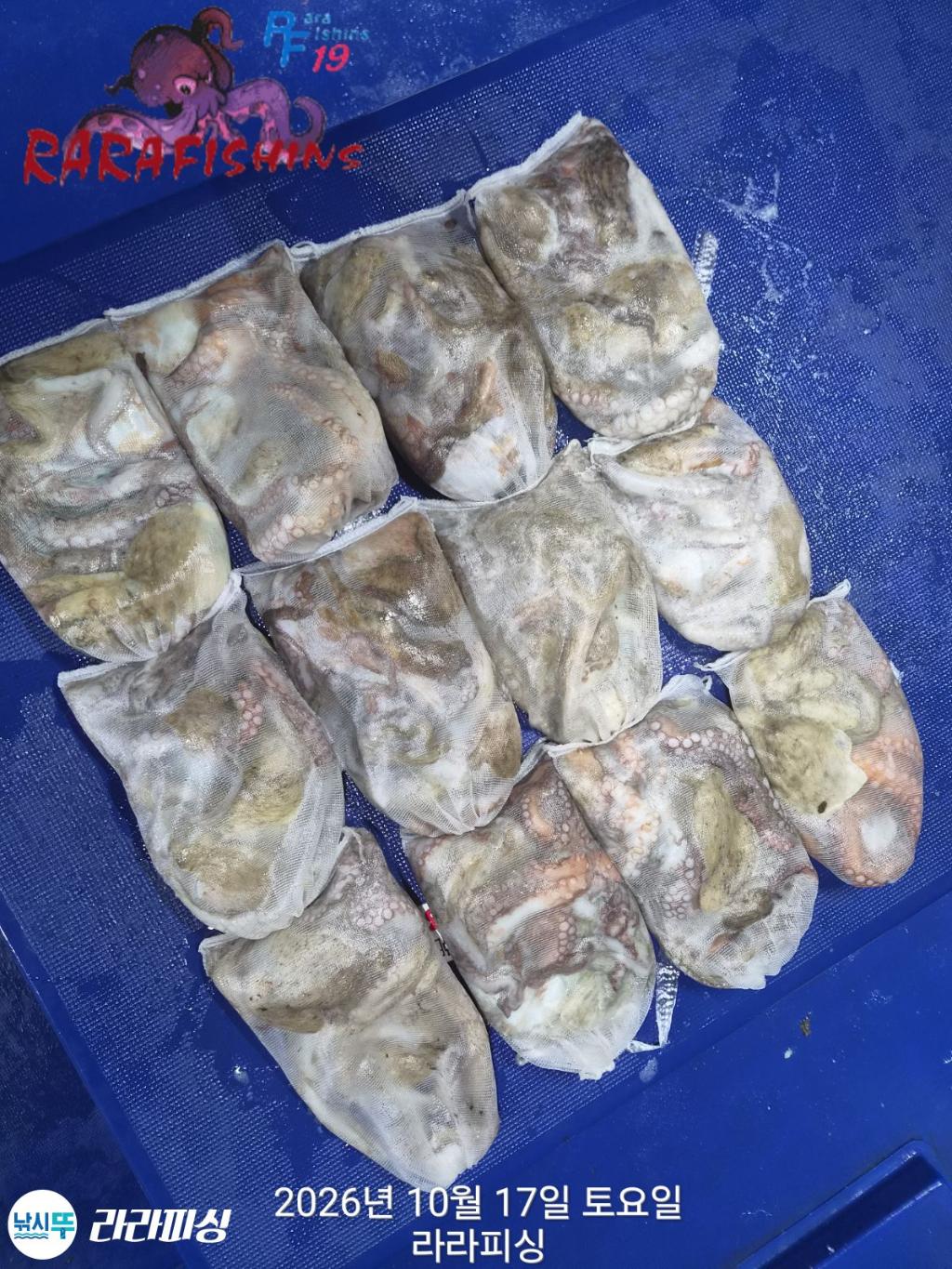 낚시뚜,돌문어,속천항(진해),라라피싱,낚시뚜18