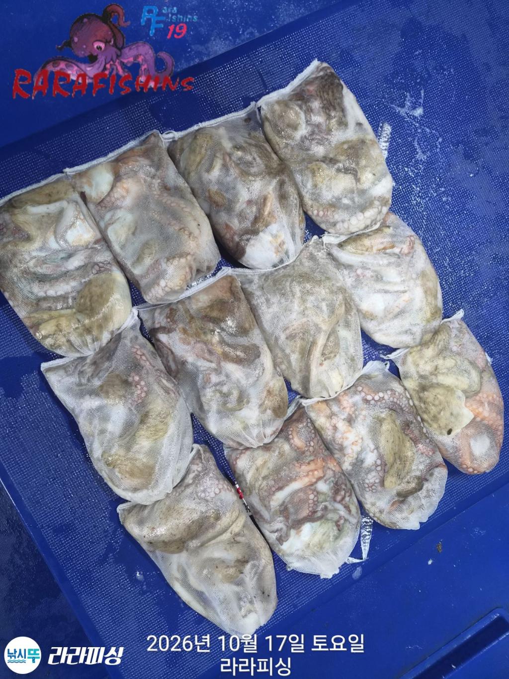 낚시뚜,돌문어,속천항(진해),라라피싱,낚시뚜17