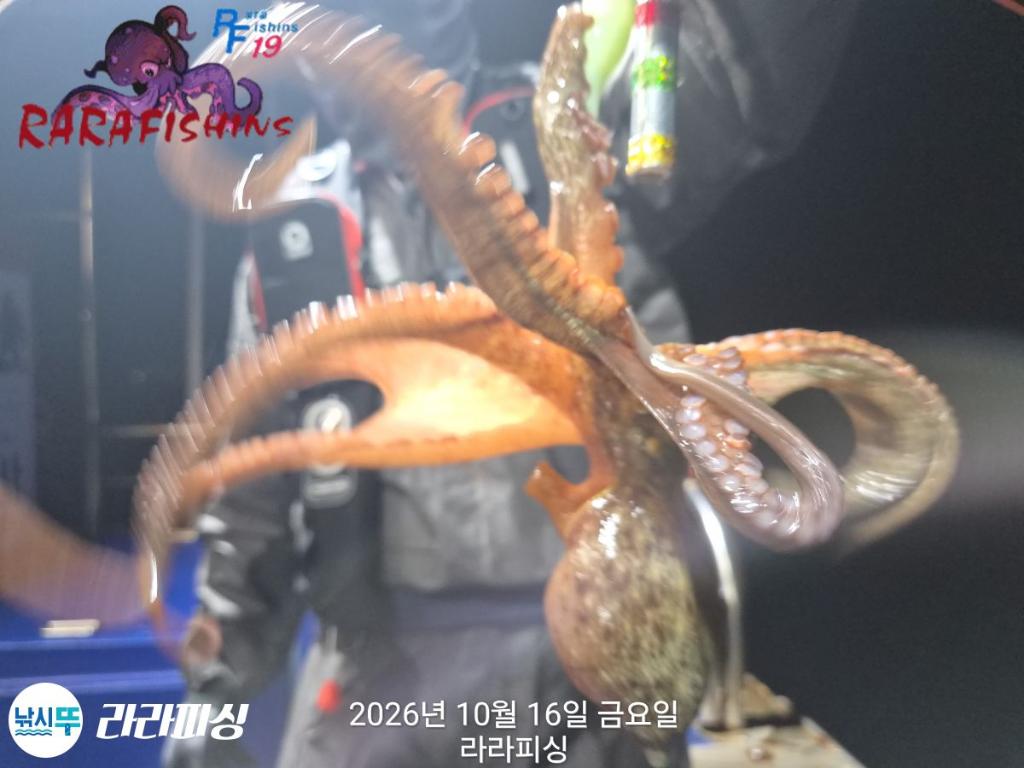 낚시뚜,돌문어,속천항(진해),라라피싱,낚시뚜13