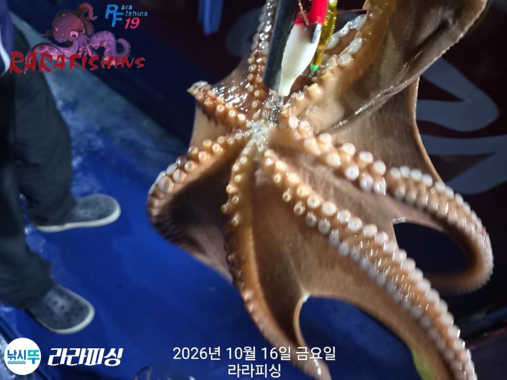 낚시뚜,돌문어,속천항(진해),라라피싱,낚시뚜12