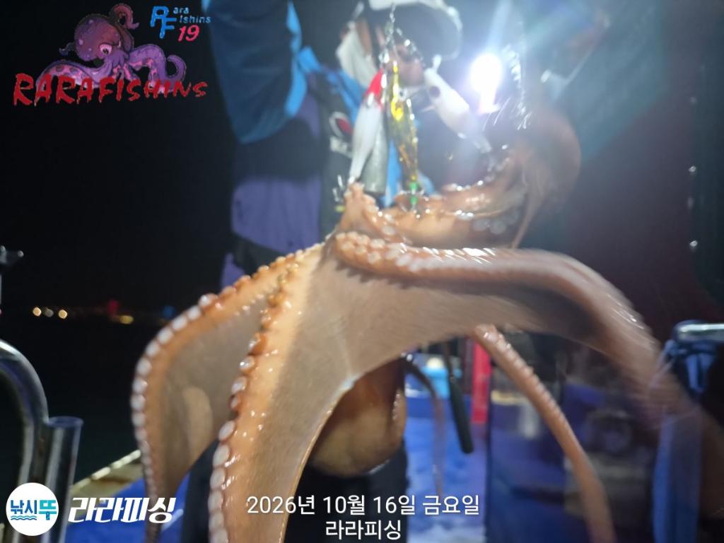 낚시뚜,돌문어,속천항(진해),라라피싱,낚시뚜11