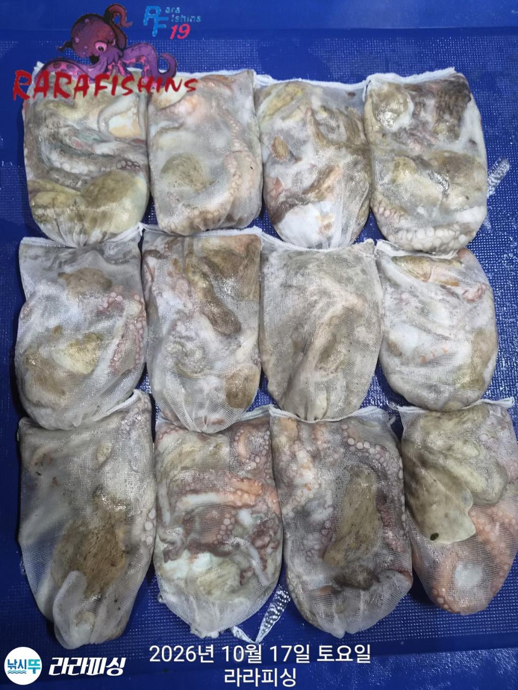 낚시뚜,돌문어,속천항(진해),라라피싱,낚시뚜1