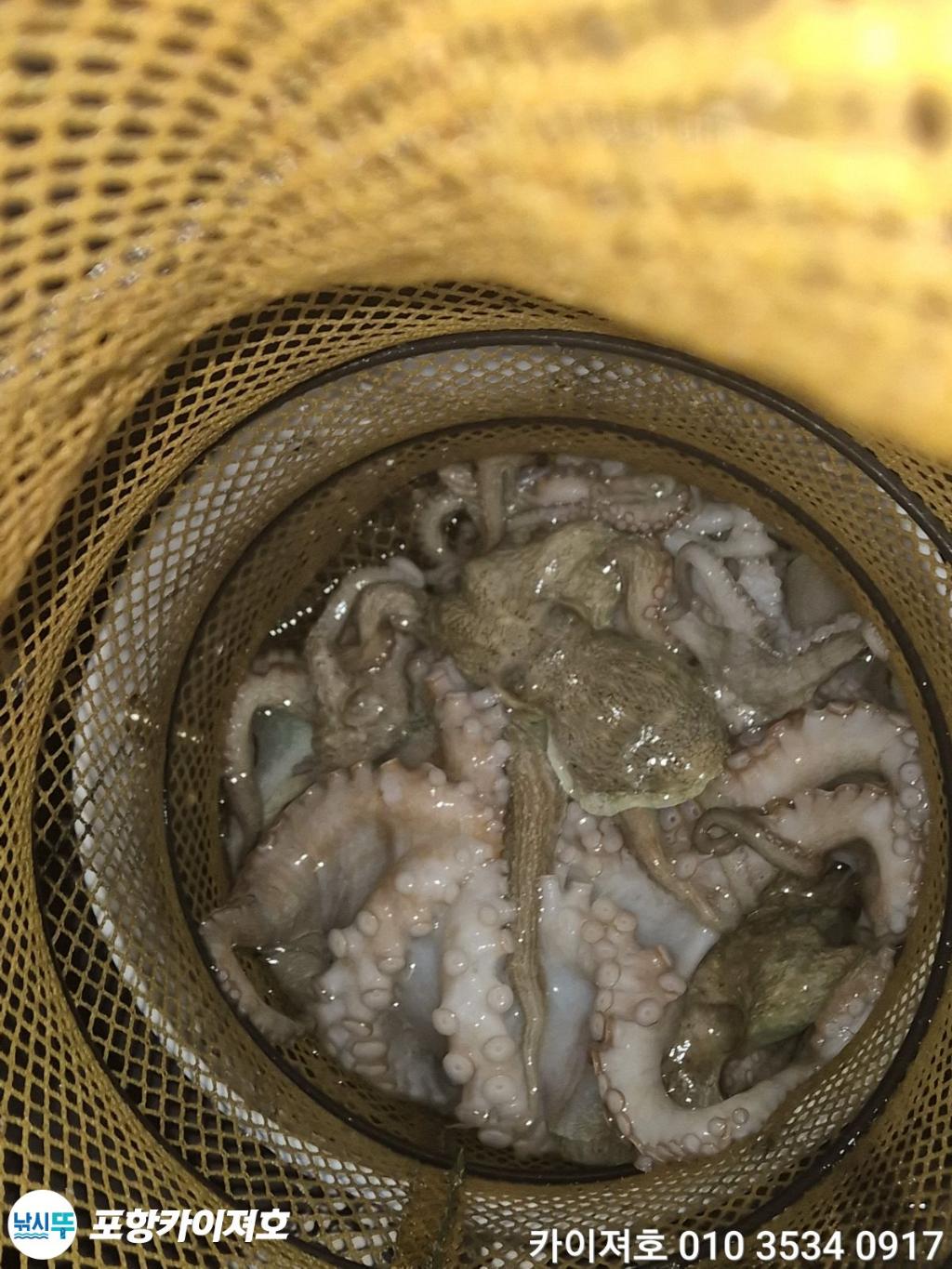낚시뚜,돌문어,영일만항,포항카이져호,낚시뚜51