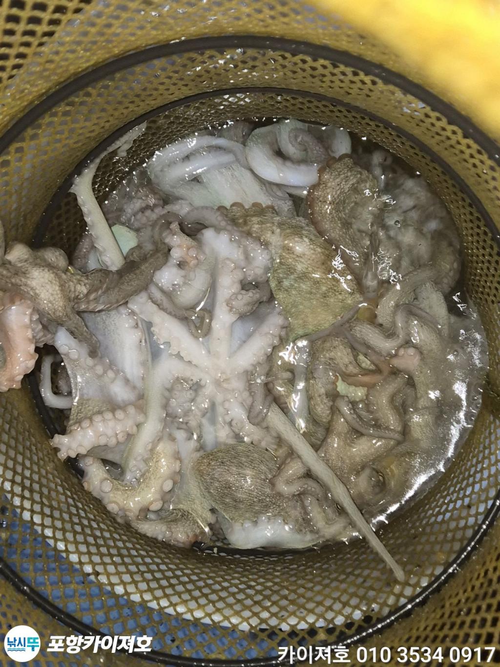 낚시뚜,돌문어,영일만항,포항카이져호,낚시뚜40