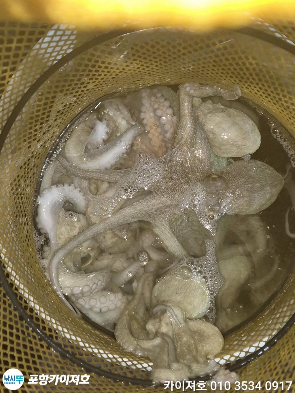 낚시뚜,돌문어,영일만항,포항카이져호,낚시뚜37