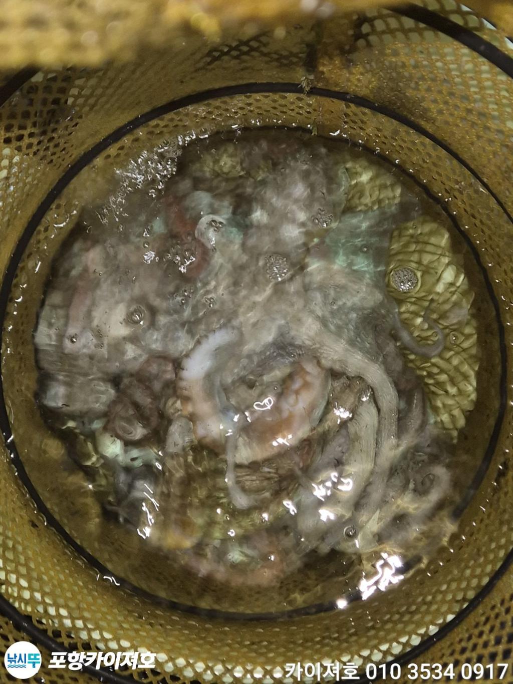 낚시뚜,돌문어,영일만항,포항카이져호,낚시뚜36
