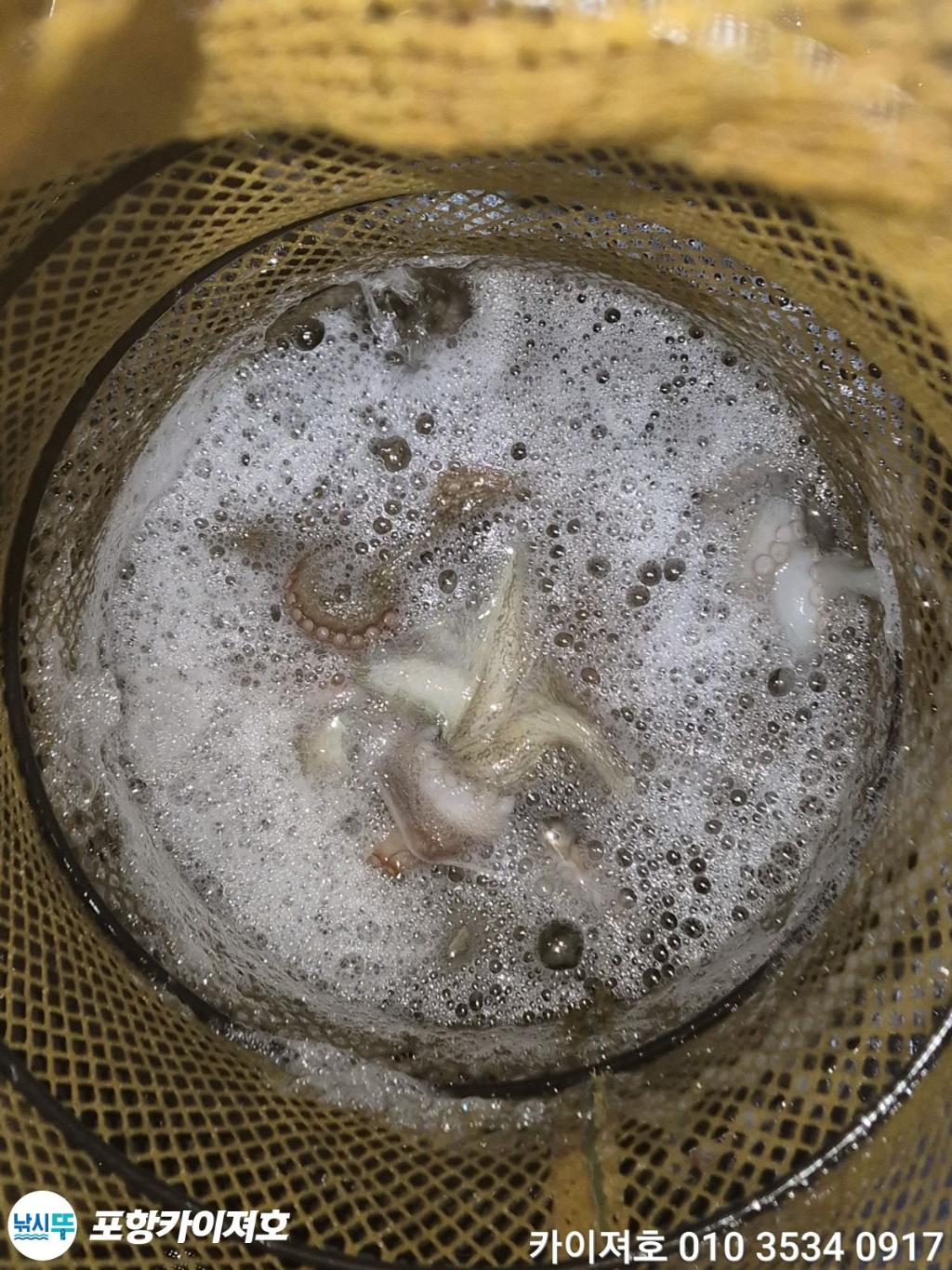 낚시뚜,돌문어,영일만항,포항카이져호,낚시뚜35
