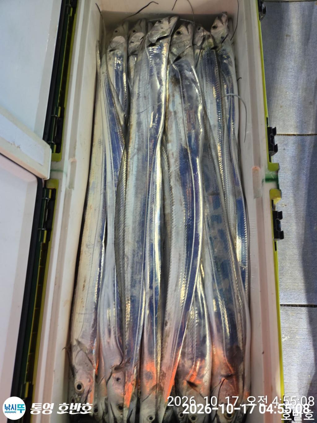 낚시뚜,갈치,통영 신전항,통영호반호,낚시뚜63