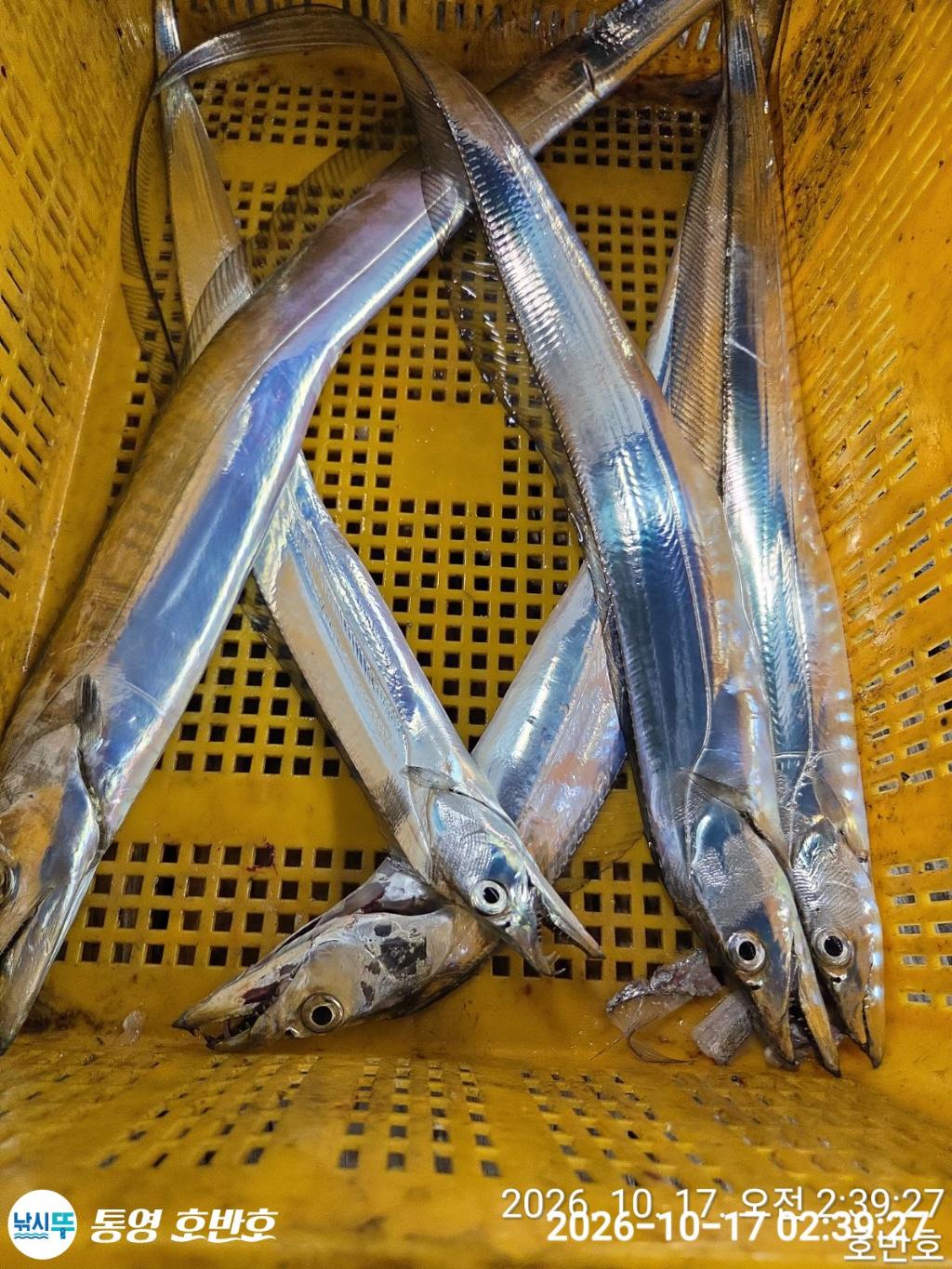 낚시뚜,갈치,통영 신전항,통영호반호,낚시뚜59