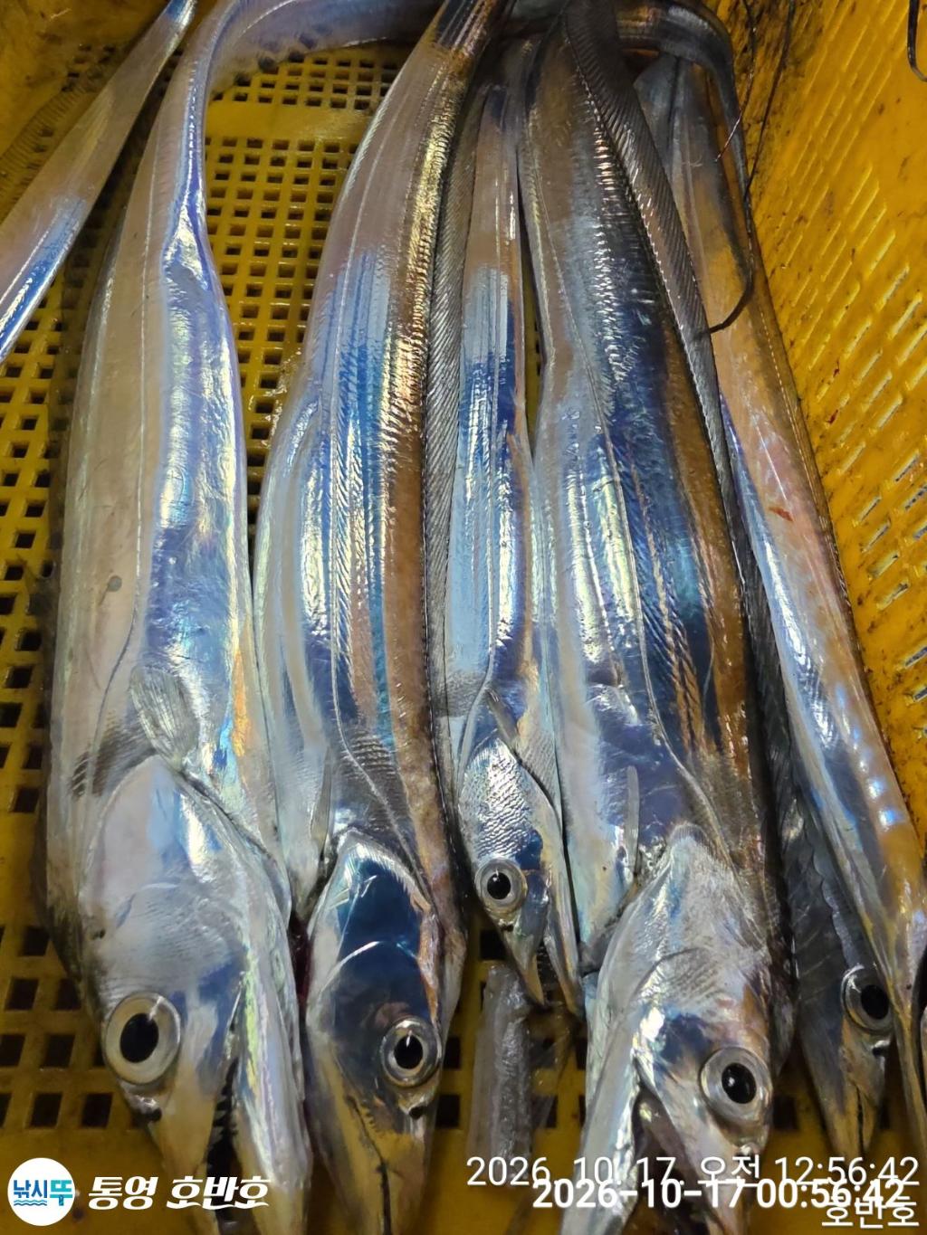낚시뚜,갈치,통영 신전항,통영호반호,낚시뚜58