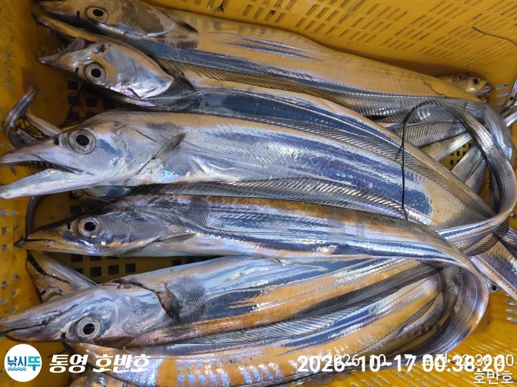 낚시뚜,갈치,통영 신전항,통영호반호,낚시뚜50