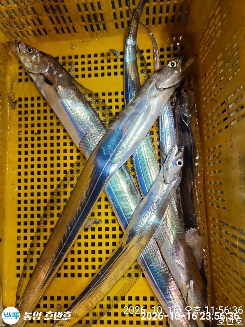 낚시뚜,갈치,통영 신전항,통영호반호,낚시뚜49