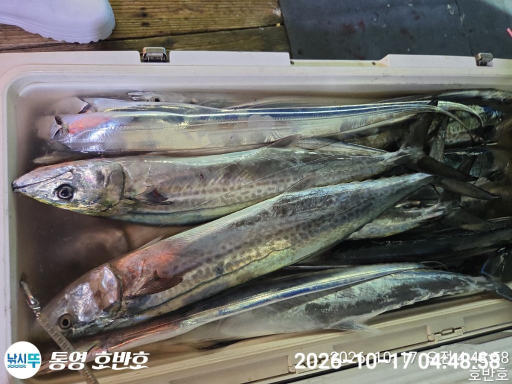 낚시뚜,갈치,통영 신전항,통영호반호,낚시뚜45
