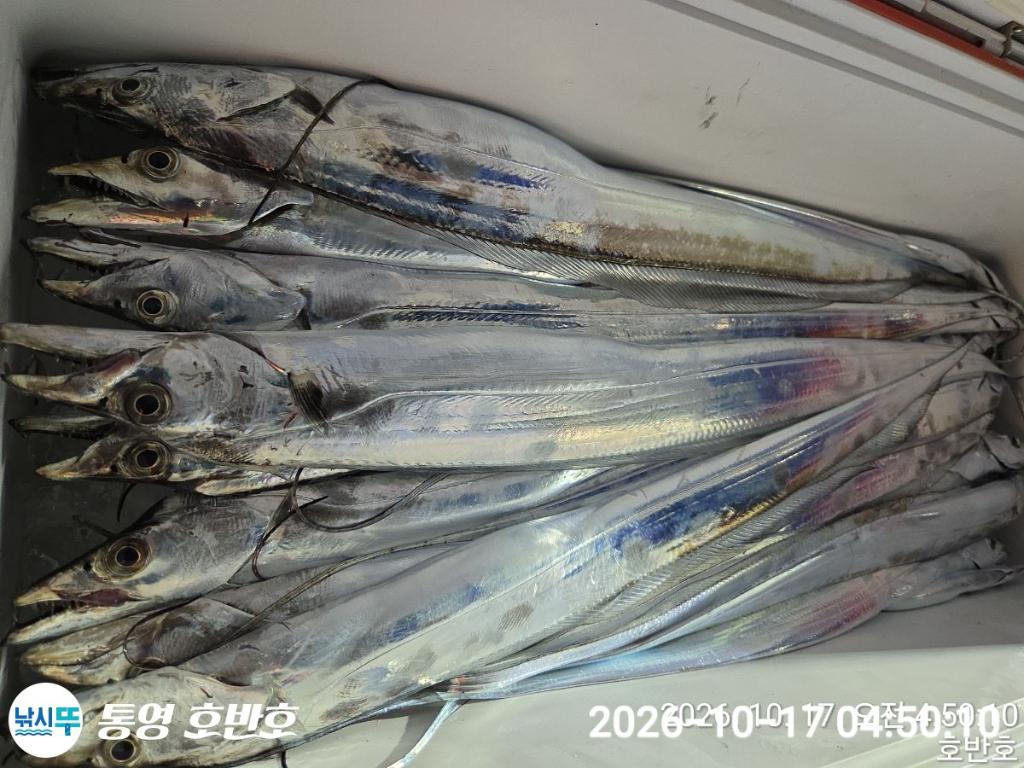 낚시뚜,갈치,통영 신전항,통영호반호,낚시뚜42