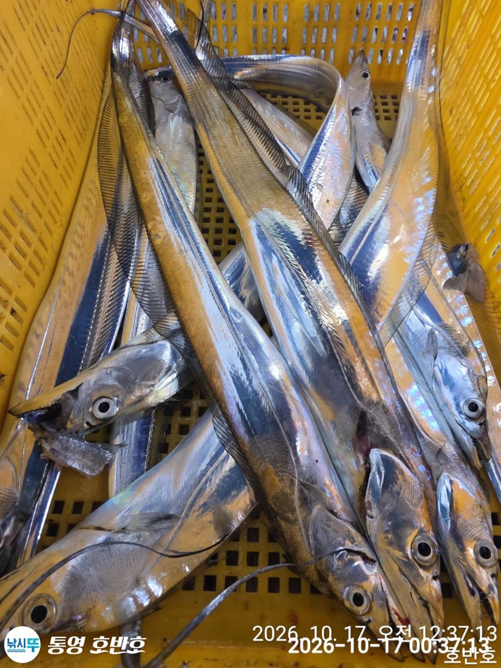 낚시뚜,갈치,통영 신전항,통영호반호,낚시뚜40