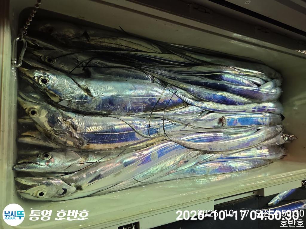 낚시뚜,갈치,통영 신전항,통영호반호,낚시뚜38