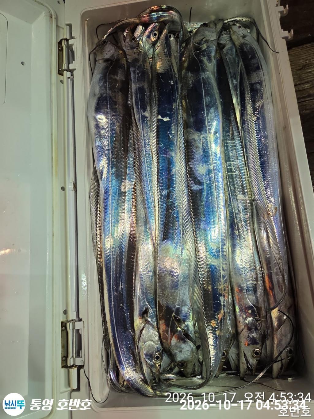 낚시뚜,갈치,통영 신전항,통영호반호,낚시뚜34