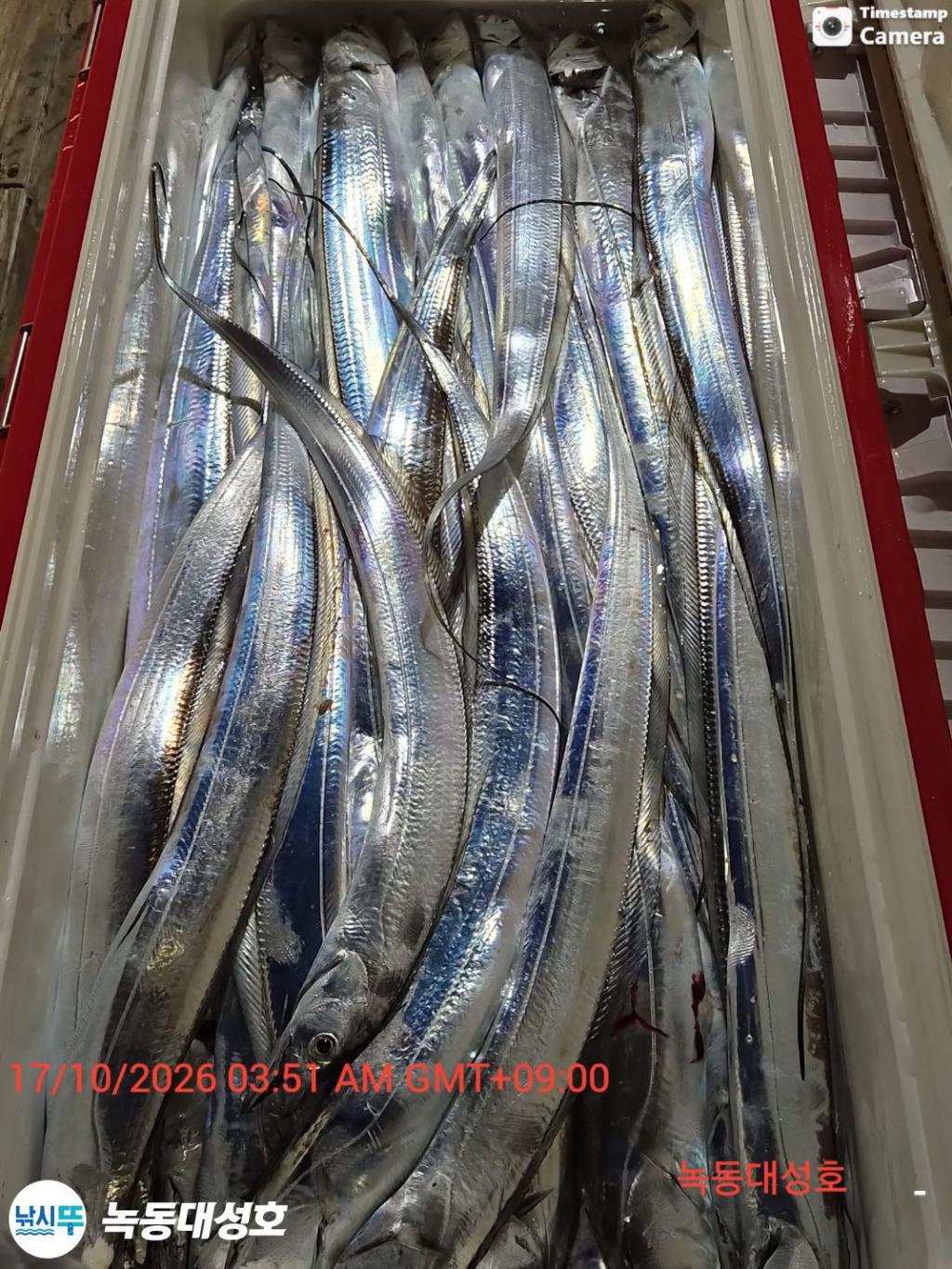 낚시뚜,갈치,녹동항,녹동대성호,낚시뚜46