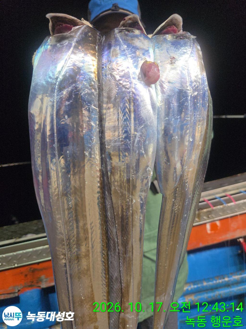 낚시뚜,갈치,녹동항,녹동대성호,낚시뚜21