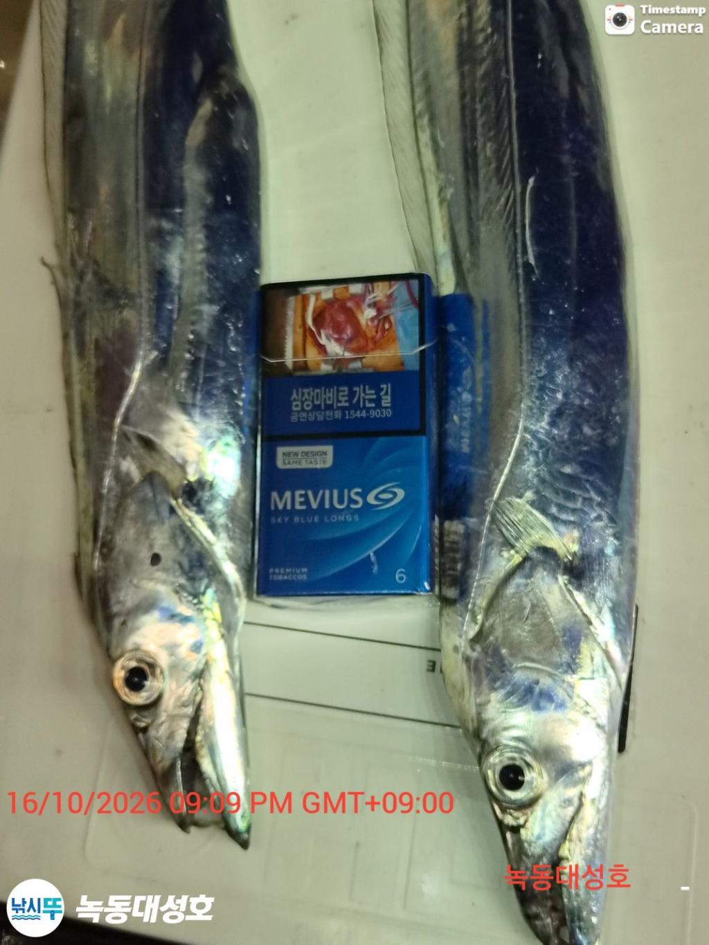 낚시뚜,갈치,녹동항,녹동대성호,낚시뚜13