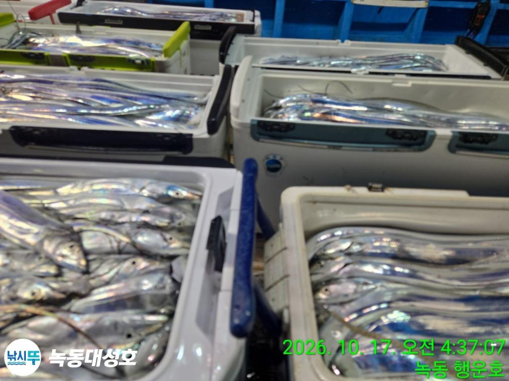 낚시뚜,갈치,녹동항,녹동대성호,낚시뚜6
