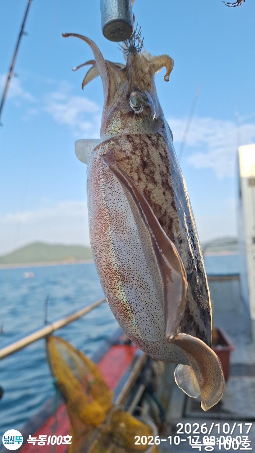 낚시뚜,갑오징어,돌문어,녹동항,녹동100호,낚시뚜7