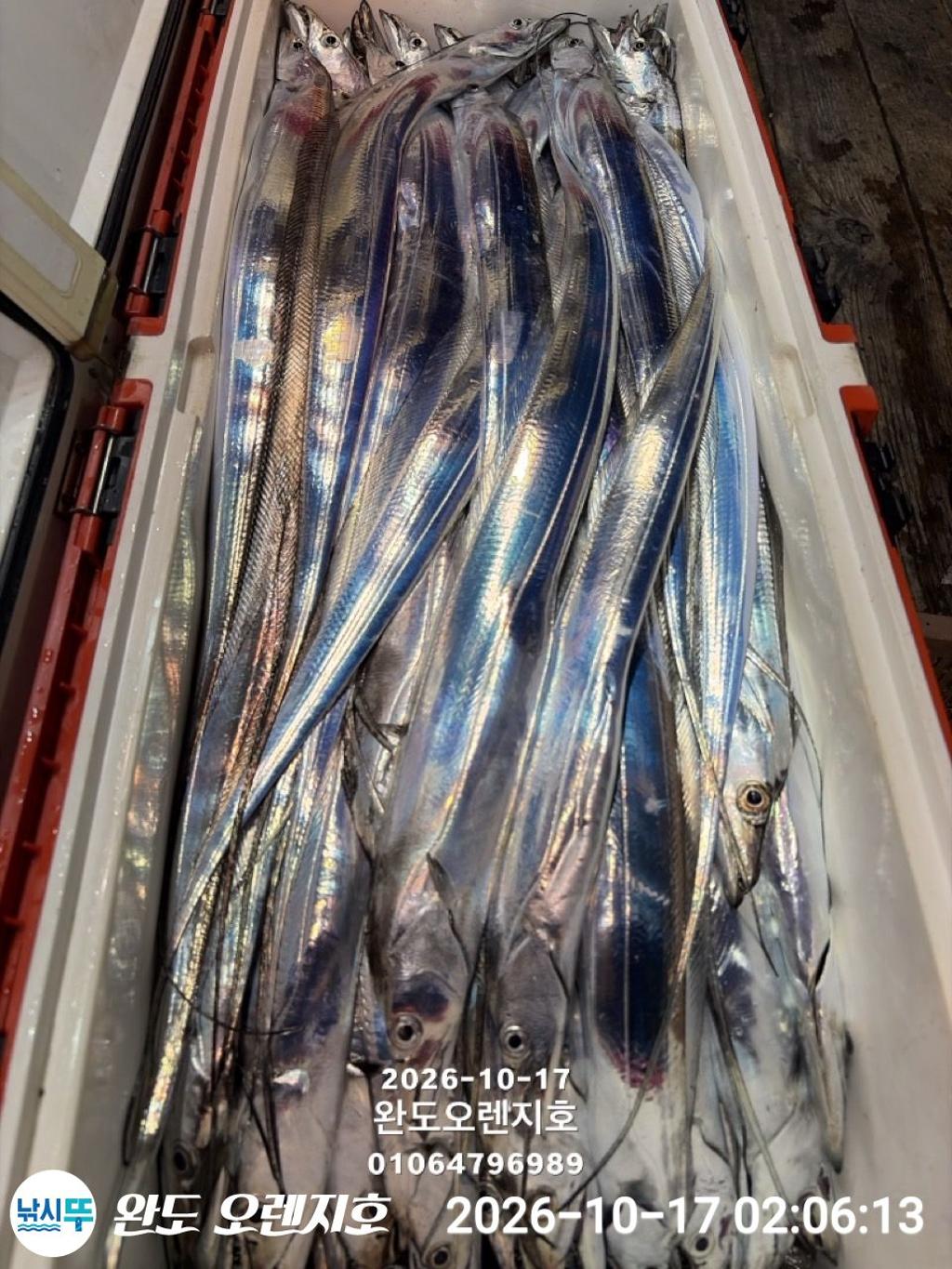 낚시뚜,갈치,완도항,완도 오렌지호,낚시뚜41