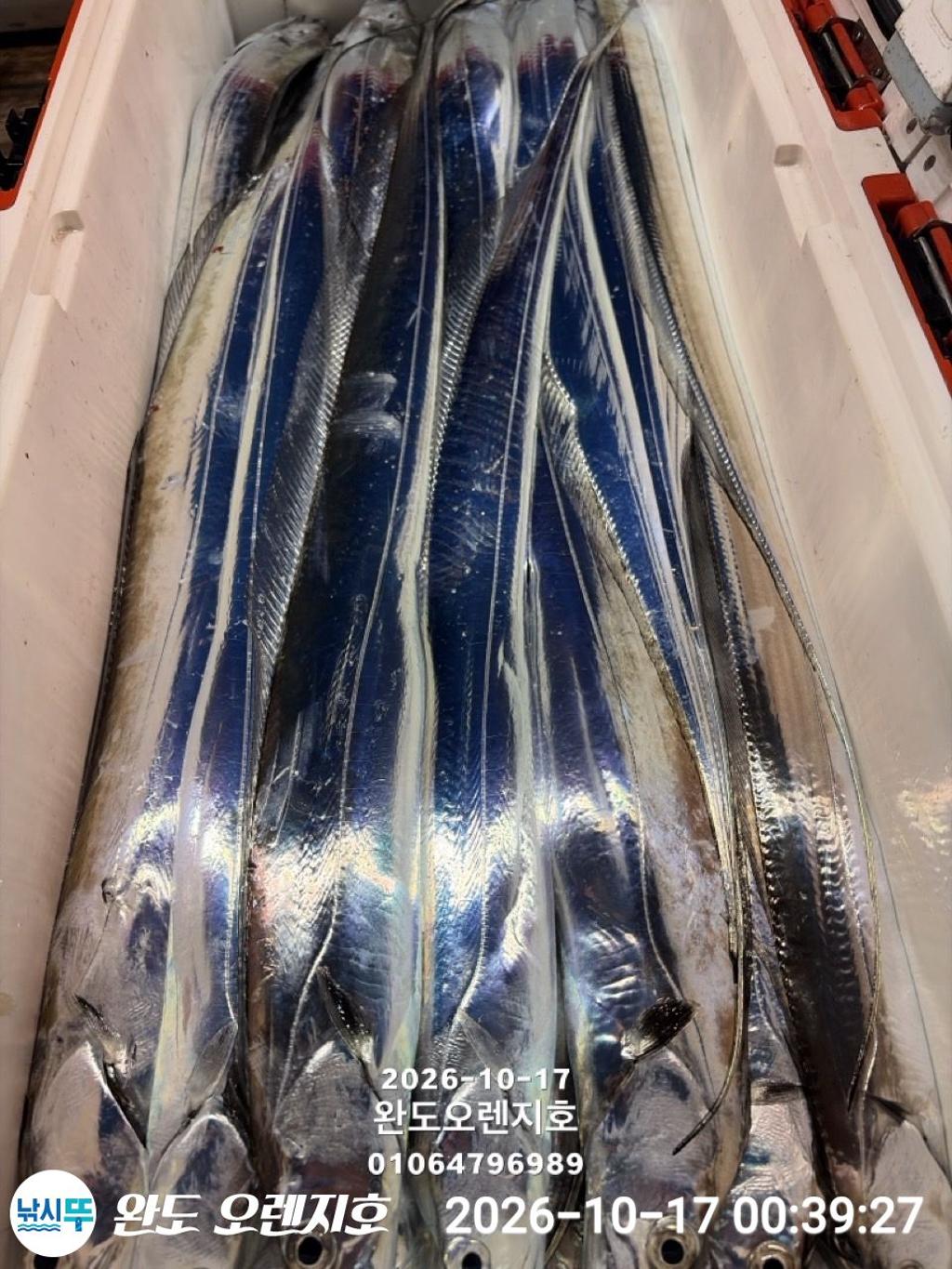 낚시뚜,갈치,완도항,완도 오렌지호,낚시뚜40