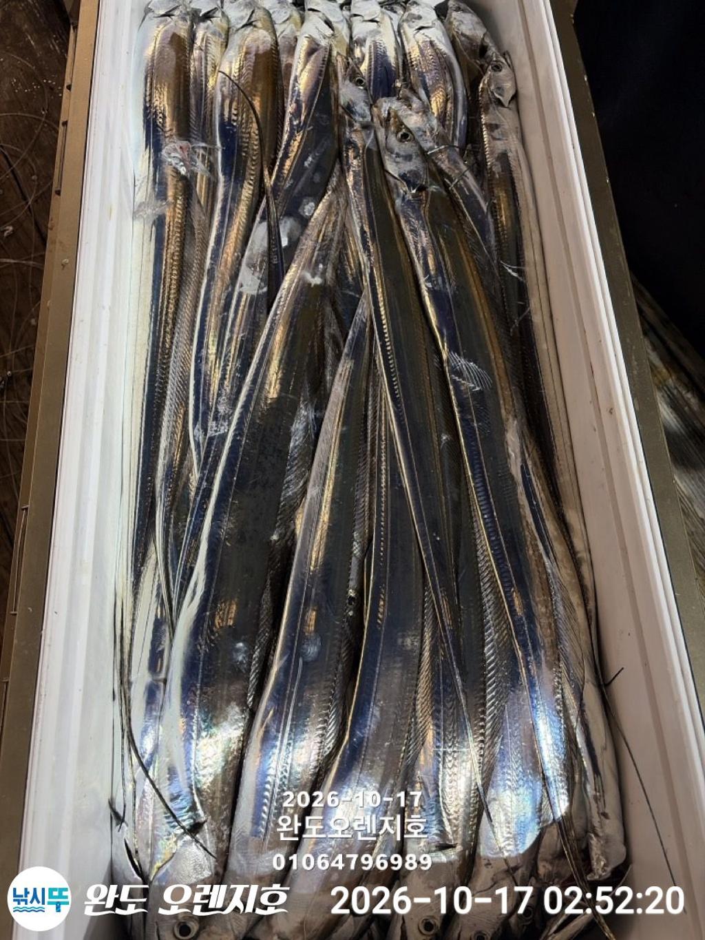 낚시뚜,갈치,완도항,완도 오렌지호,낚시뚜35
