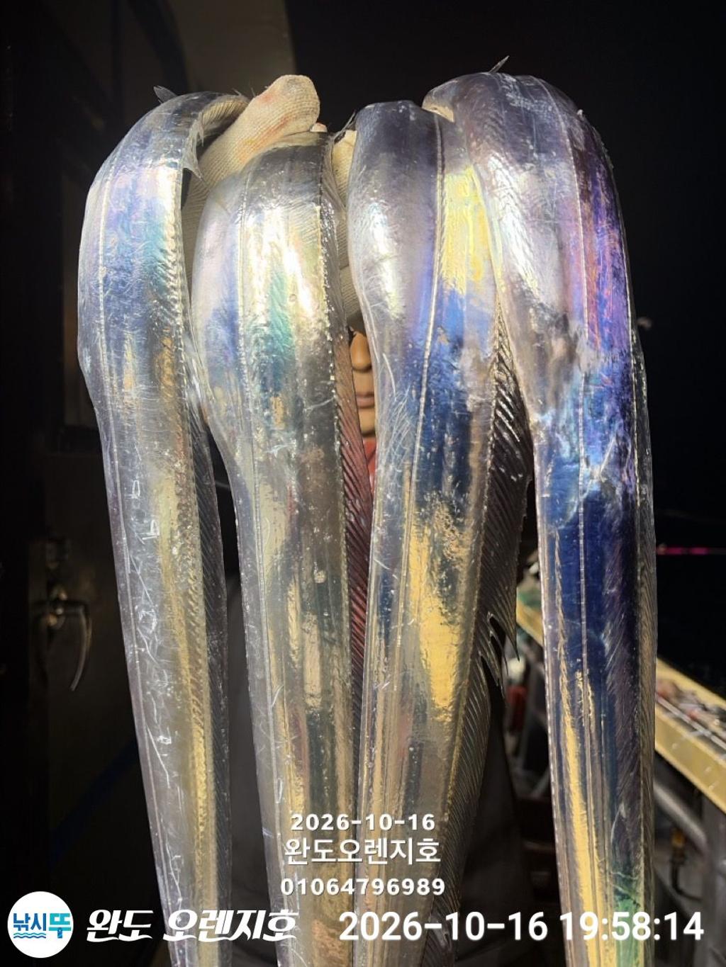 낚시뚜,갈치,완도항,완도 오렌지호,낚시뚜8