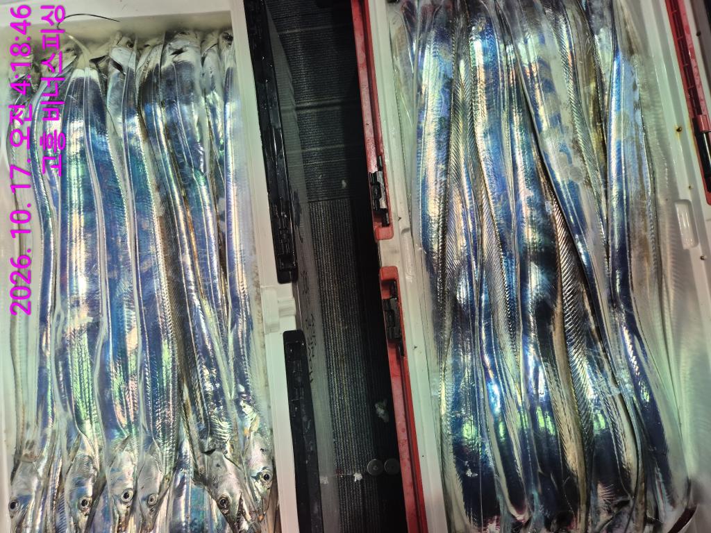 낚시뚜,,녹동항,비너스피싱,낚시뚜16