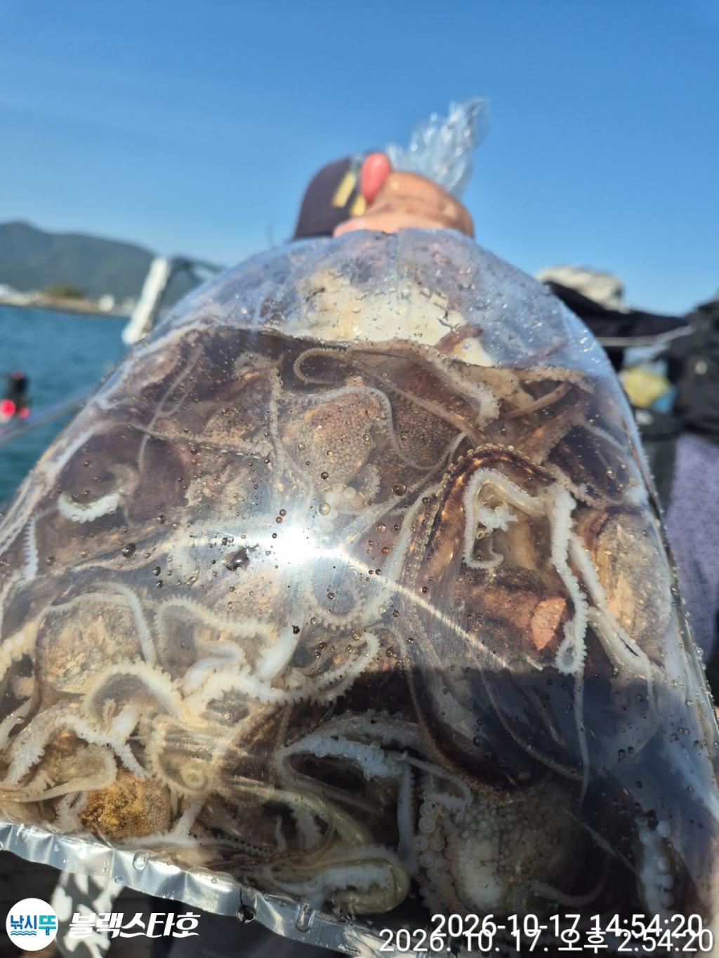 낚시뚜,돌문어,삼천포 팔포항,삼천포 블랙스타,낚시뚜6