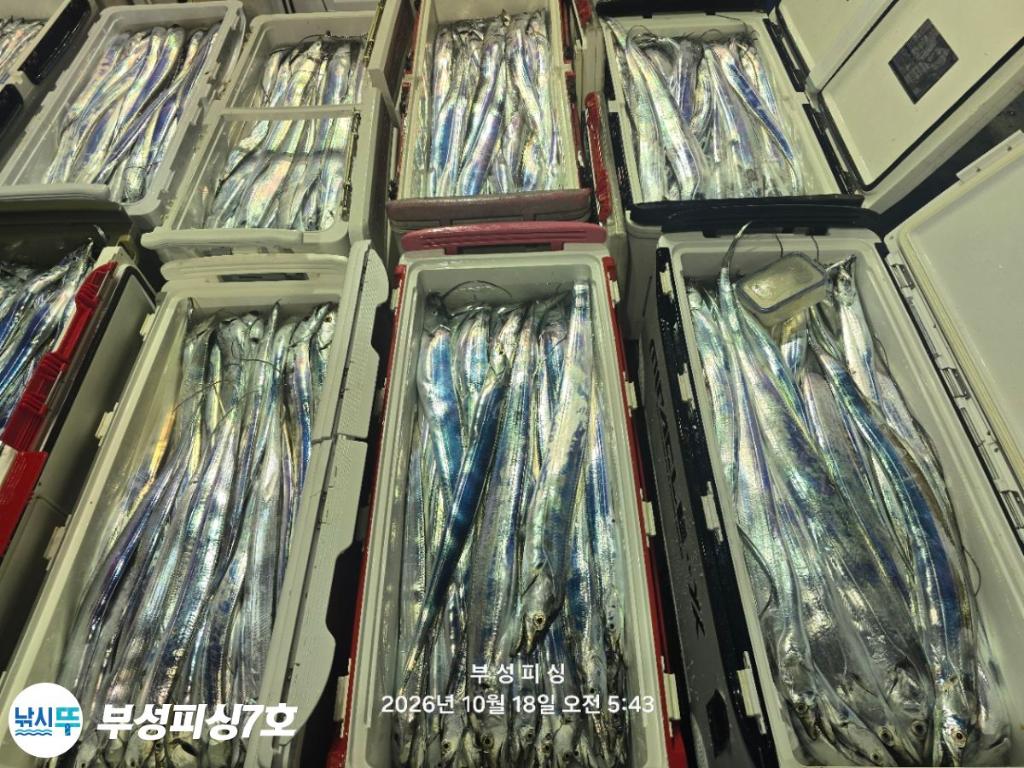 낚시뚜,갈치,통영영운리항,부성피싱7호,낚시뚜31
