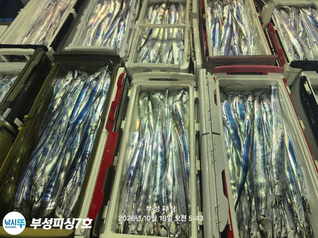낚시뚜,갈치,통영영운리항,부성피싱7호,낚시뚜30