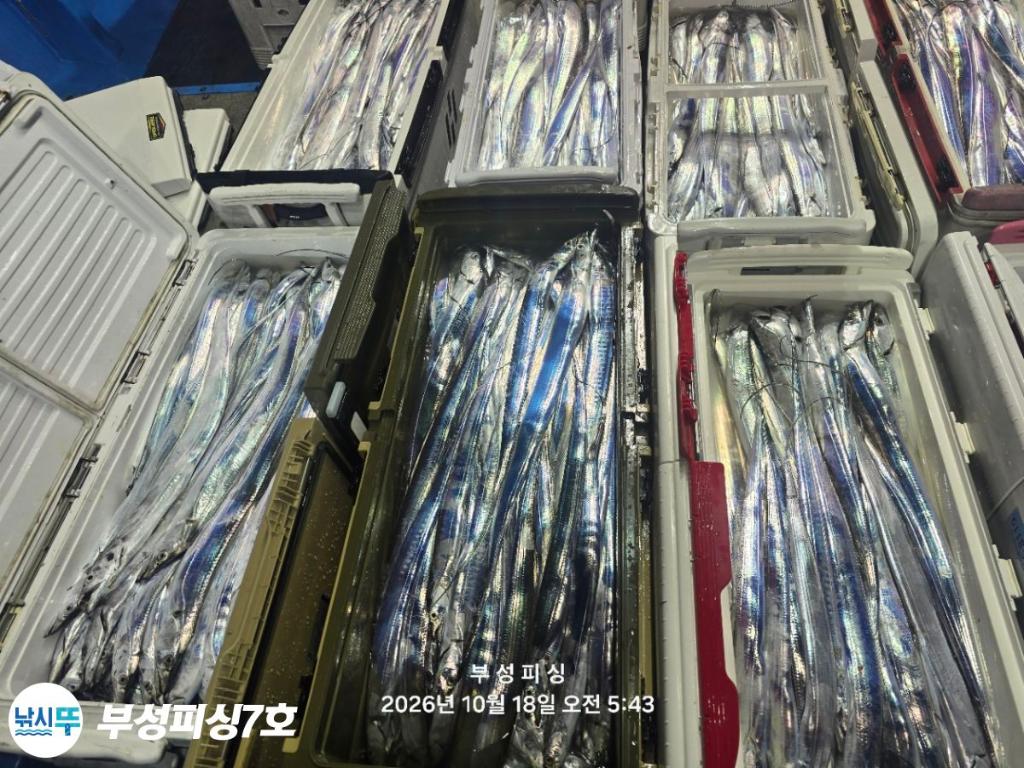 낚시뚜,갈치,통영영운리항,부성피싱7호,낚시뚜29