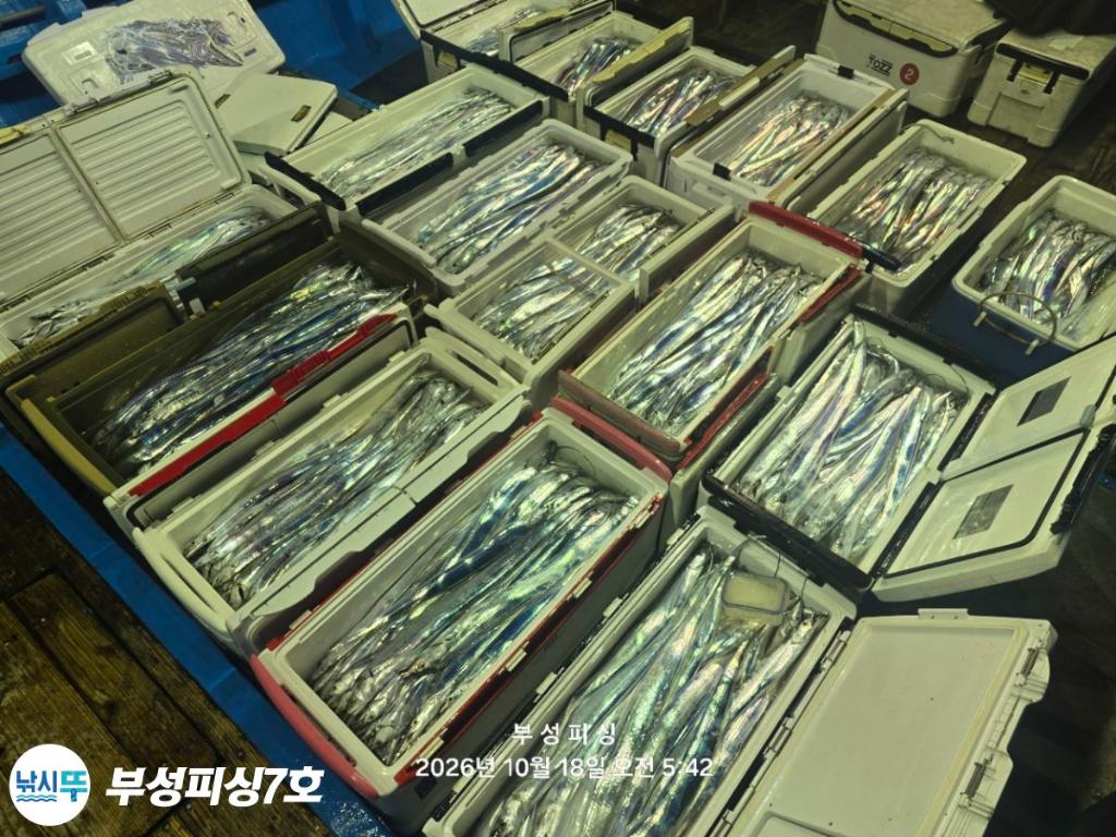 낚시뚜,갈치,통영영운리항,부성피싱7호,낚시뚜28