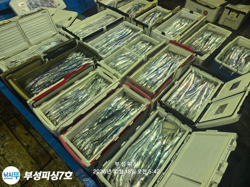 낚시뚜,갈치,통영영운리항,부성피싱7호,낚시뚜27