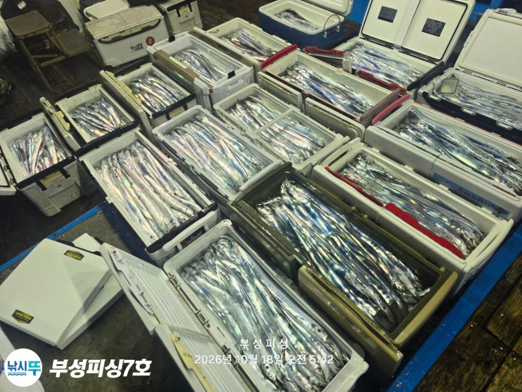 낚시뚜,갈치,통영영운리항,부성피싱7호,낚시뚜26