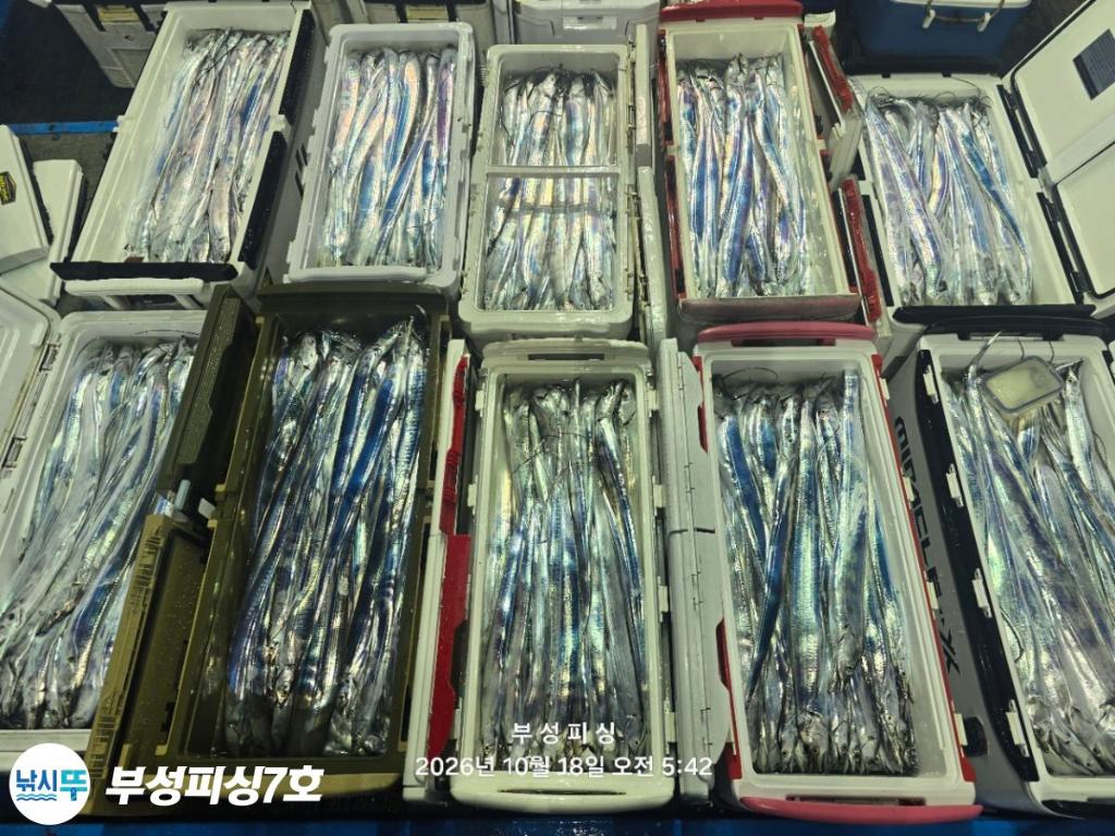 낚시뚜,갈치,통영영운리항,부성피싱7호,낚시뚜24